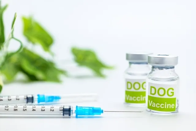 【犬・猫の予防接種】何種を打つ？混合ワクチンの種類について
